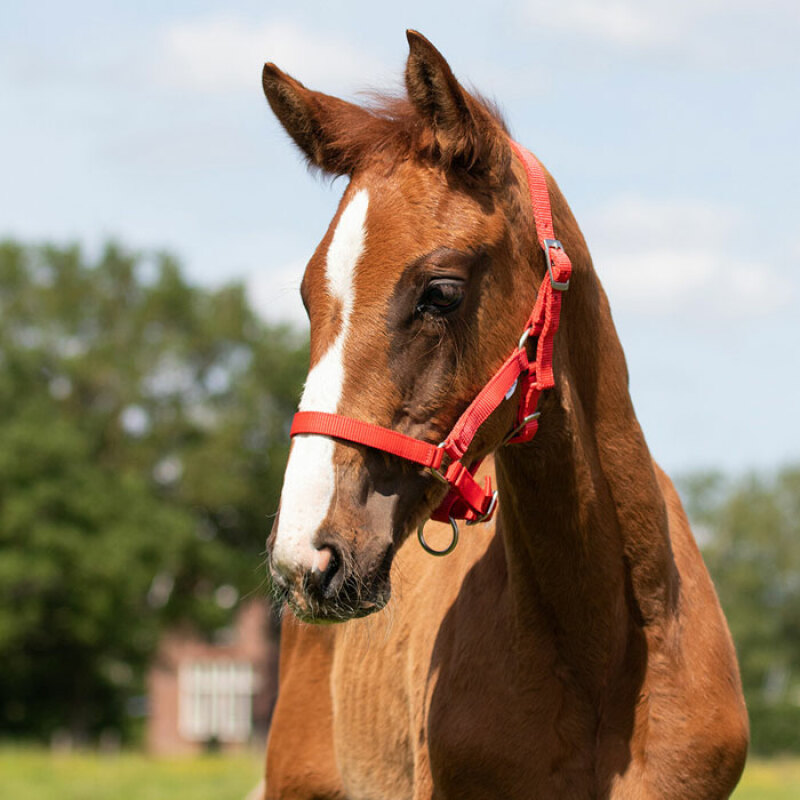 F�LGRIMMA QHP R�D