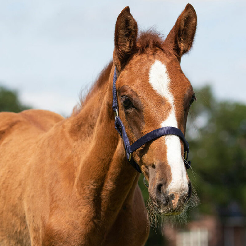 F�LGRIMMA QHP MARIN