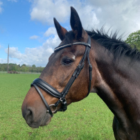 TRÄNS HORSE GUARD CRYLL SVART