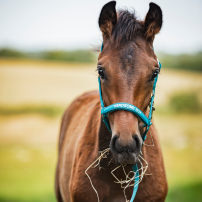 F�LGRIMMA HG MALVA HANDSOME BOY