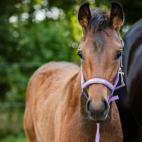 F�LGRIMMA HG MALVA PRETTY GIRL