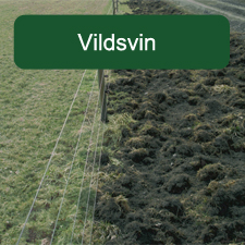 Vildsvinsproblem